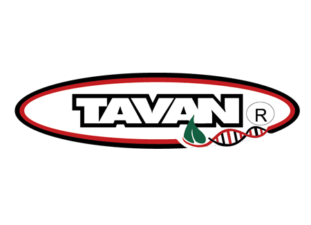 Tavan