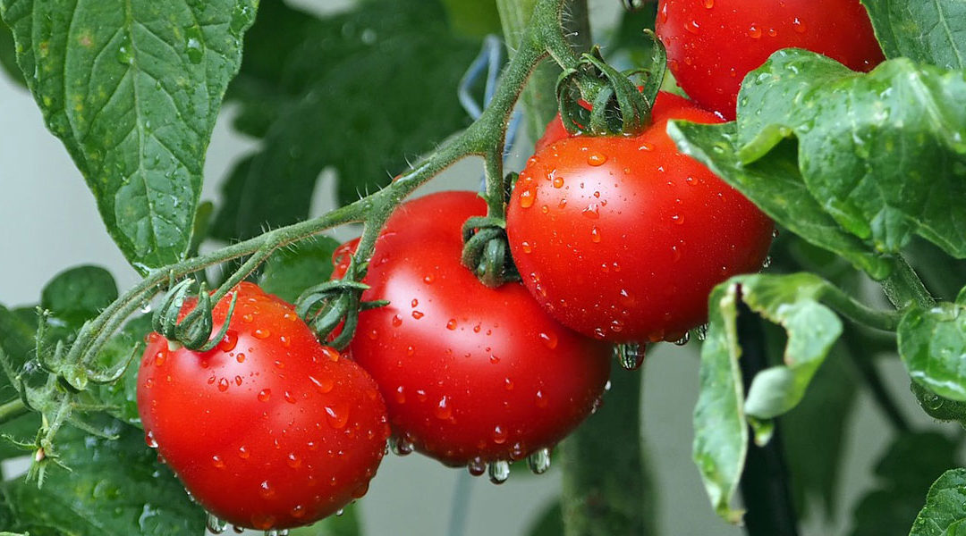Bioestimulantes agrícolas en tomates