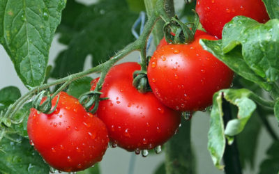 Nuevo reglamento europeo de fertilizantes