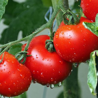 Bioestimulantes agrícolas en tomates