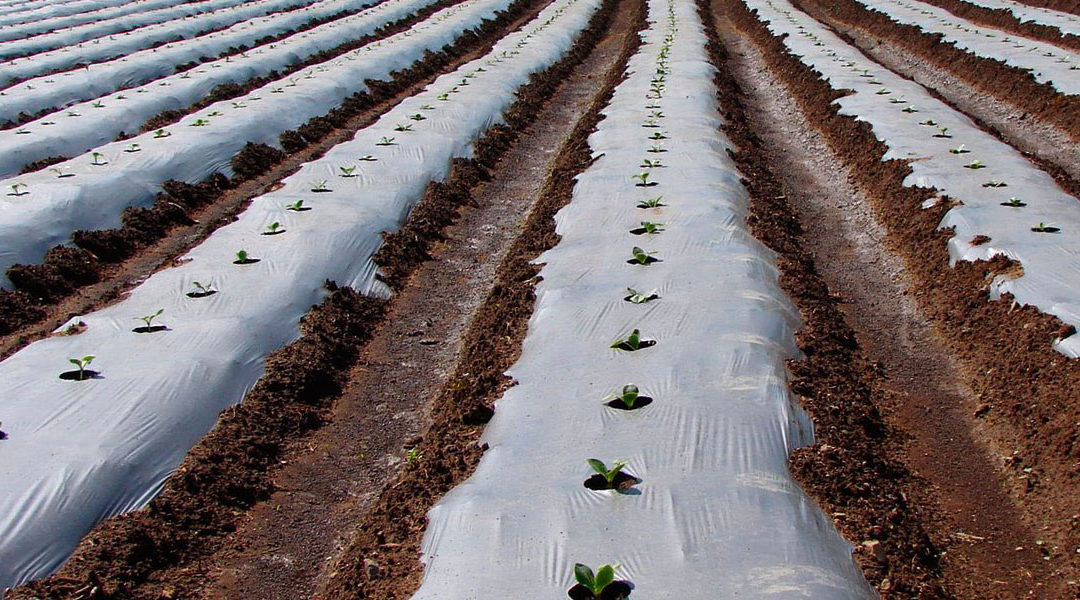 El acolchado de papel,  alternativa a los residuos plásticos agrícolas