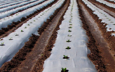 El acolchado de papel,  alternativa a los residuos plásticos agrícolas