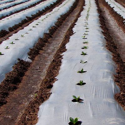 Acolchado de plástico para cultivo