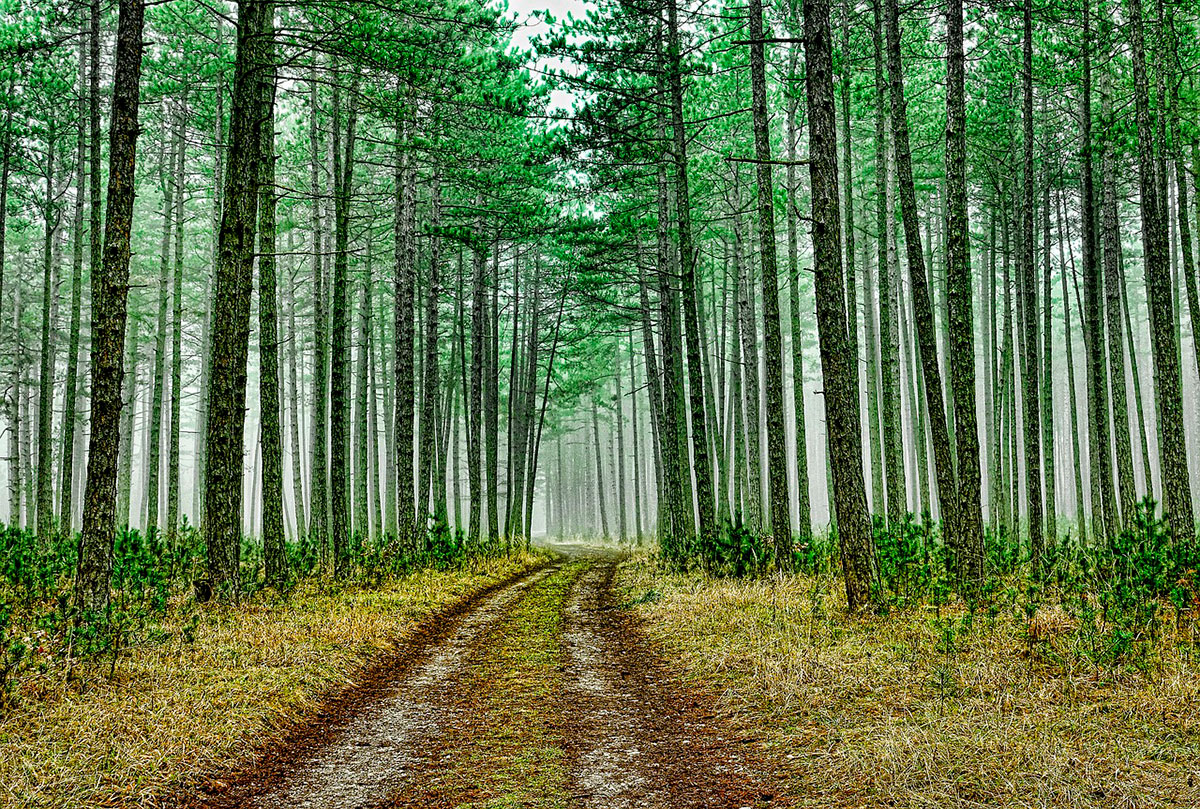 Bosque de pinos