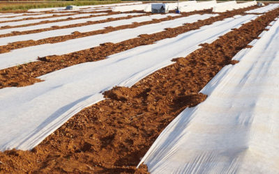 Los plásticos en la agricultura