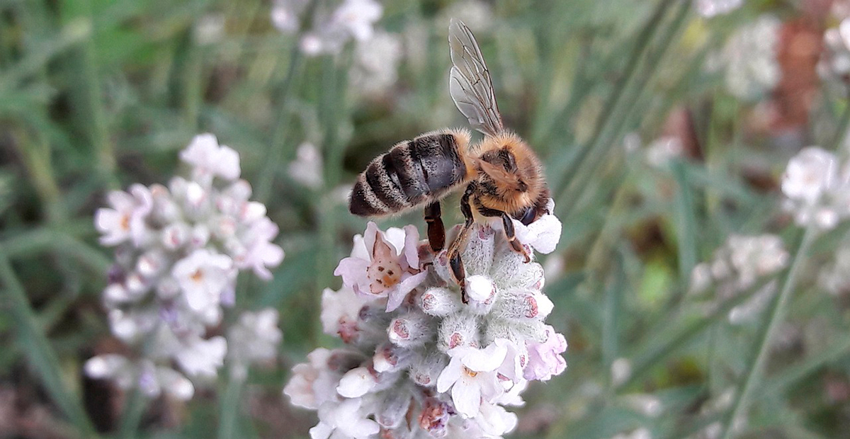 Biodiversidad polinización