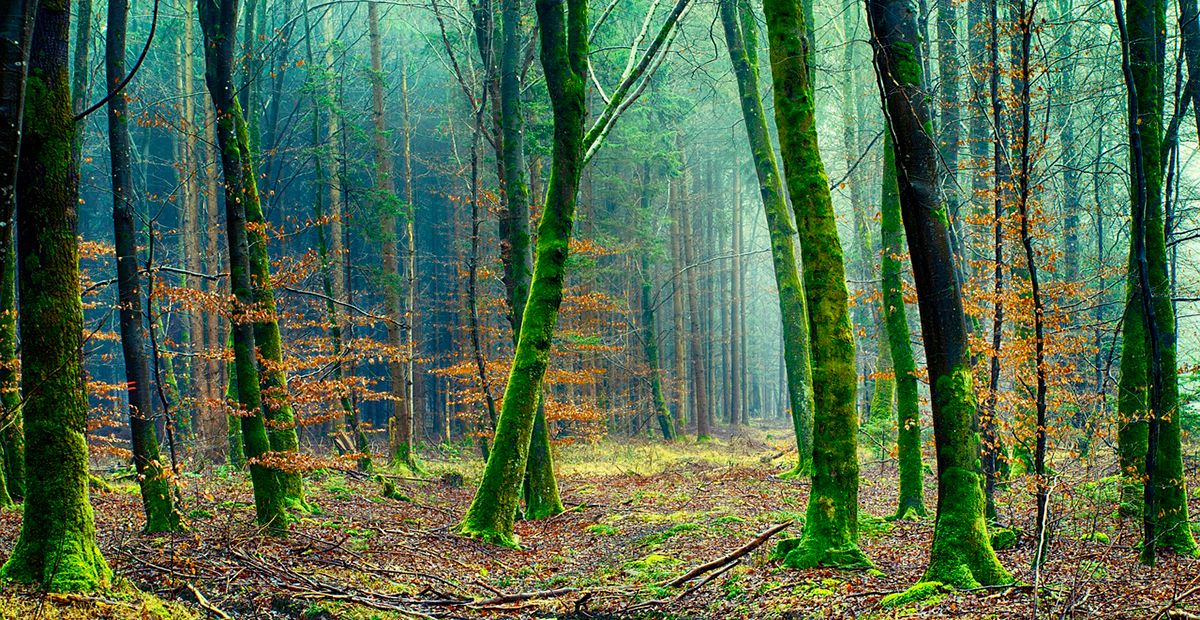 Bosque reforestación