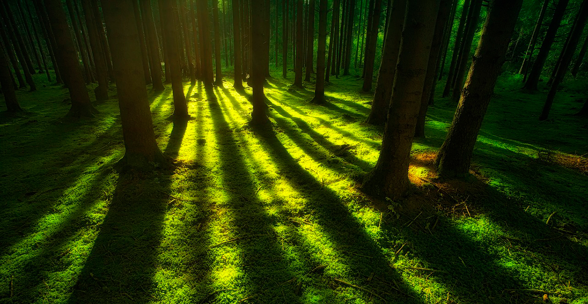 Bosque secundario