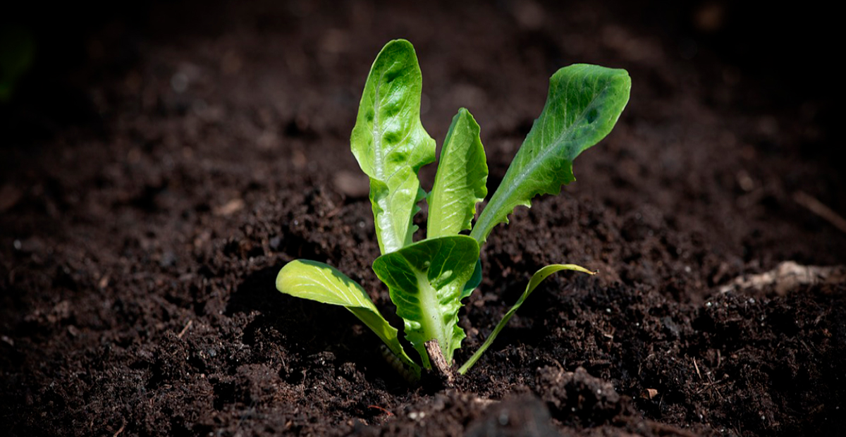 Plantula de lechuga