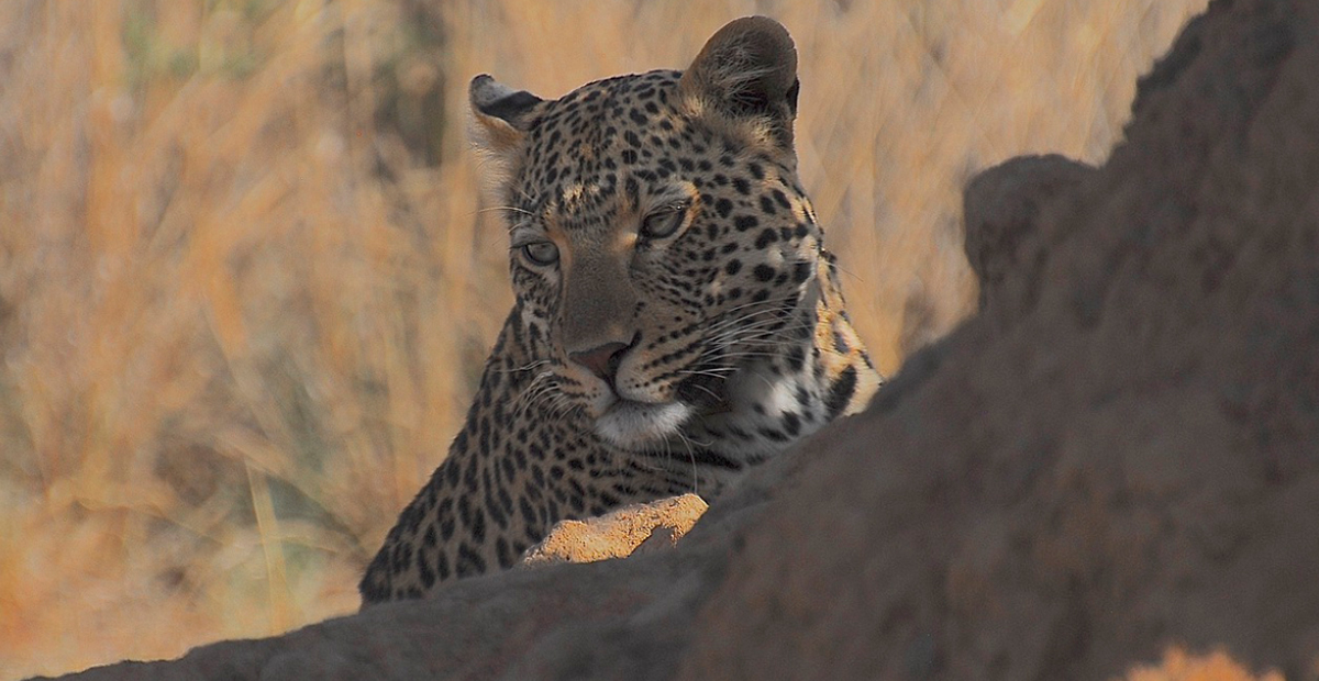 Leopardo