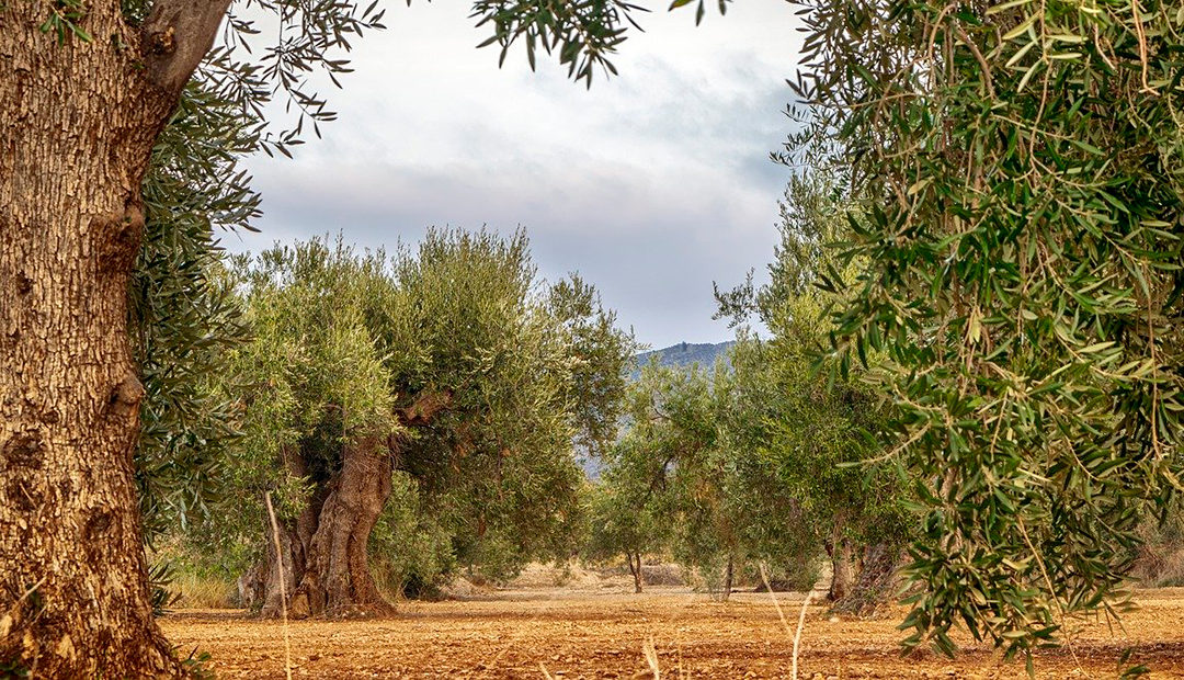 Ecosistema terrestre