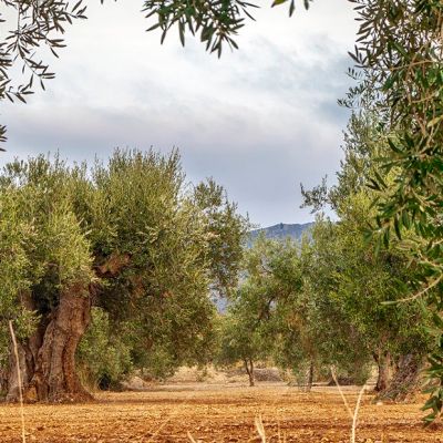 Ecosistema terrestre