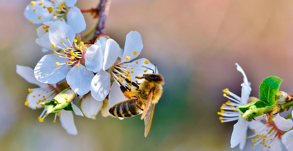 Abeja en una flor de frutal