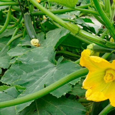 Normas UNE de agricultura ecológica