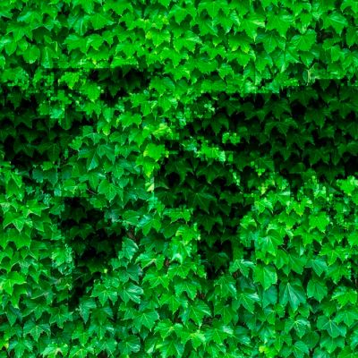 Mundo verde