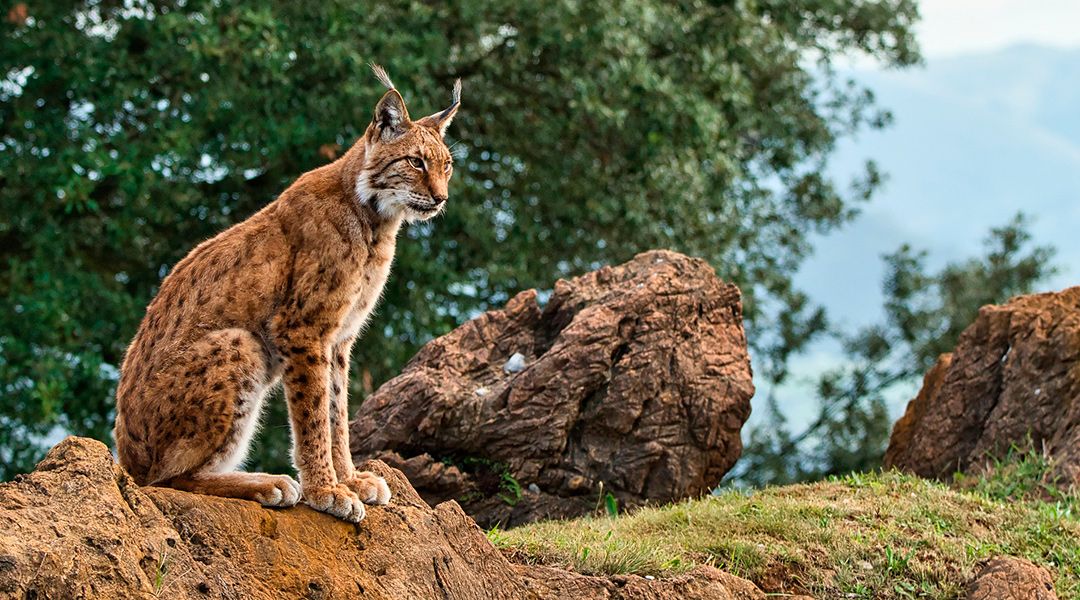 Lince ibérico