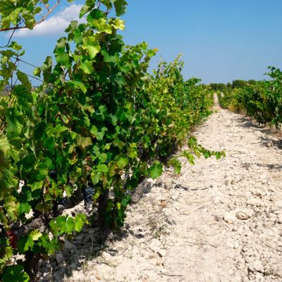 Campos de vides