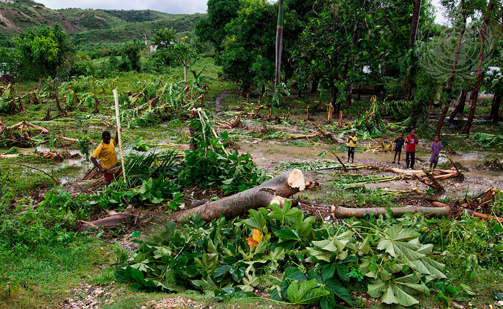 Deforestación en la selva