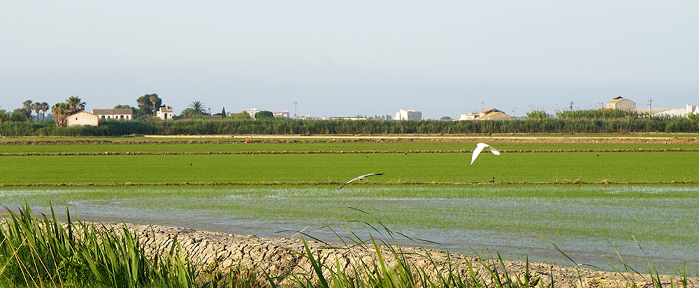 Arrozales en el Parque Natural de la Albufera