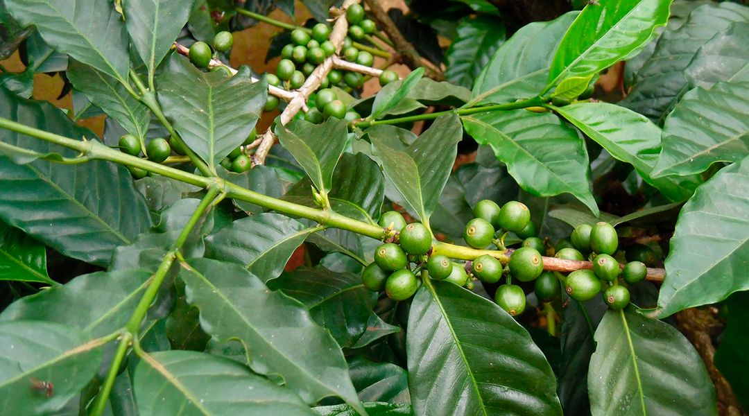 Cultivo café sostenible