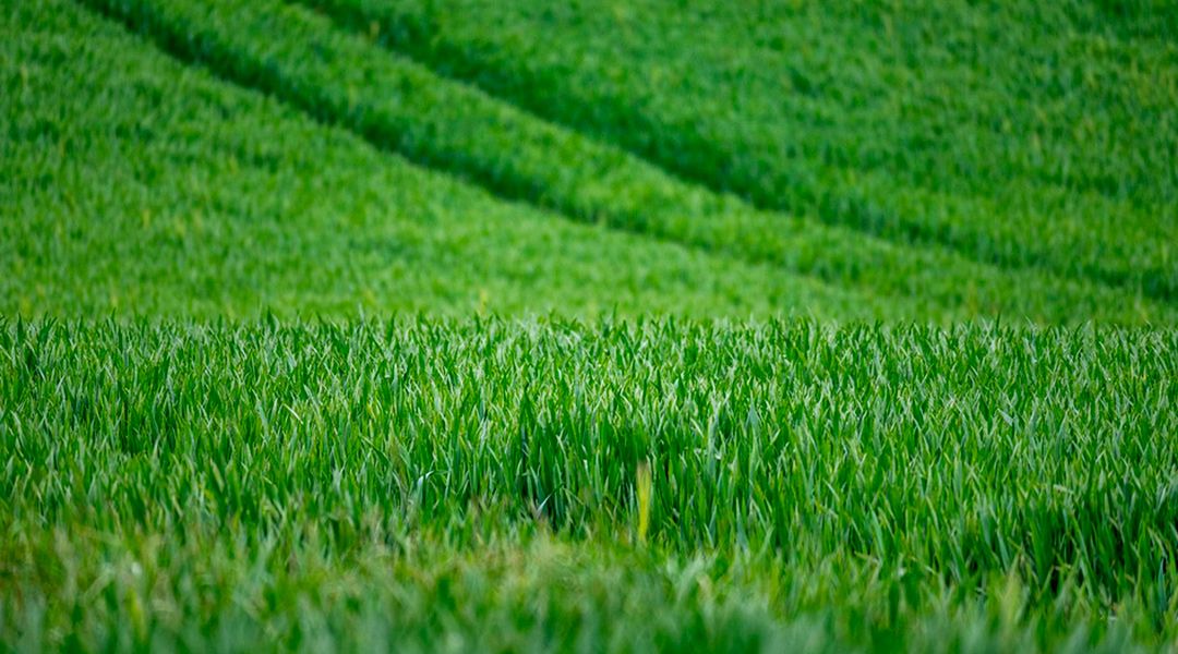 Campo de trigo verde