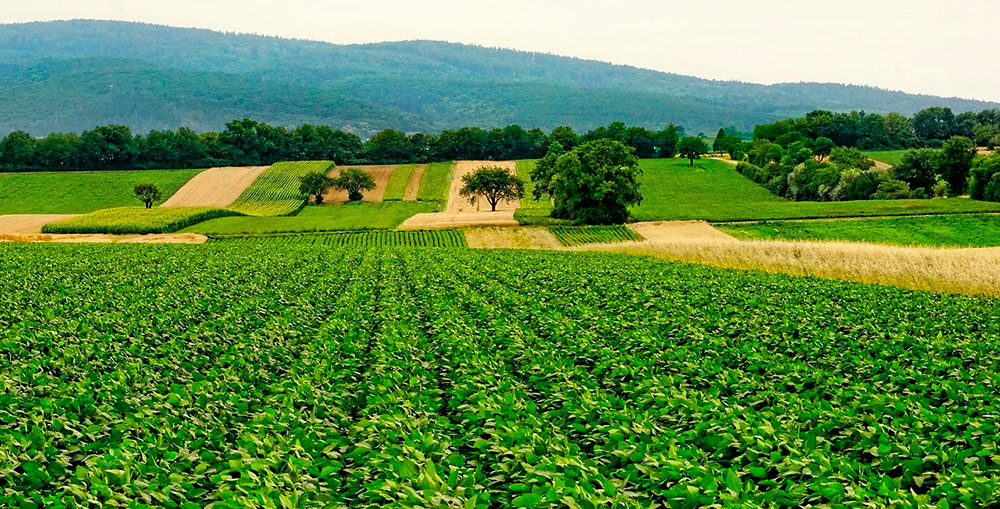 Paisaje agrario