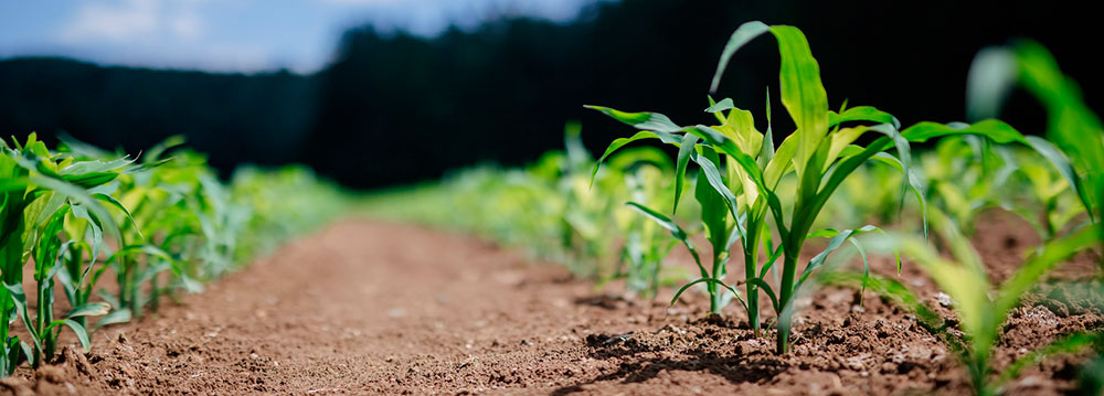 Una agricultura eficiente