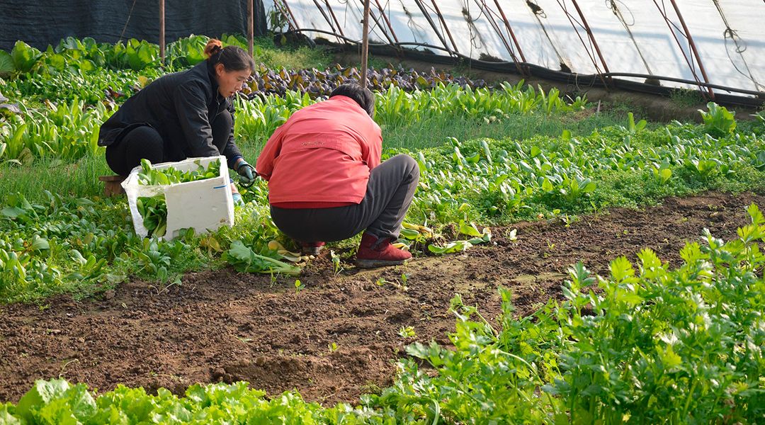 Cooperativa de mujeres rurales