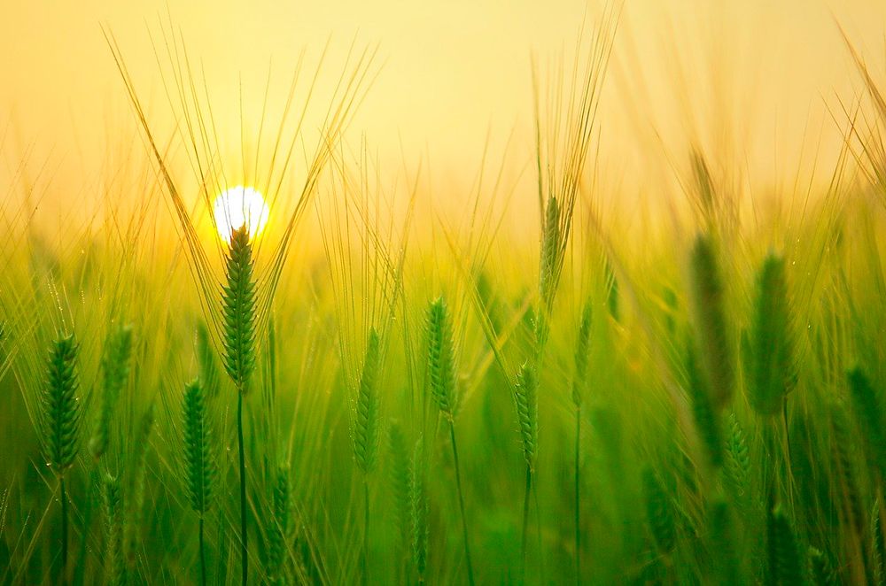 Sistema agroalimentario sostenible