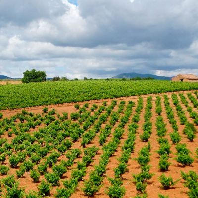 Cultivo de vid en La Rioja