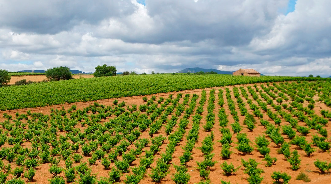 Cultivo de vid en La Rioja