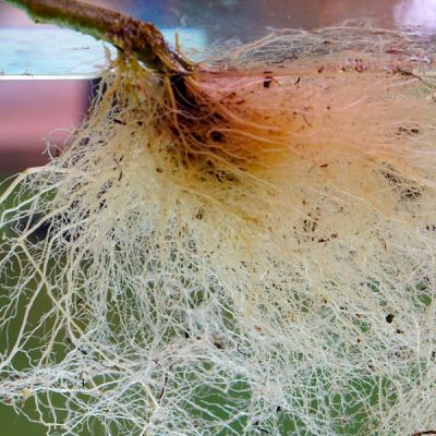Bioestimulante ecológico para promover la emisión de raíces