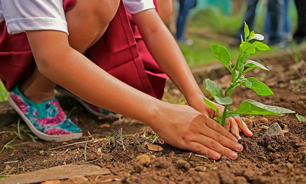 Enseñar educación ambiental