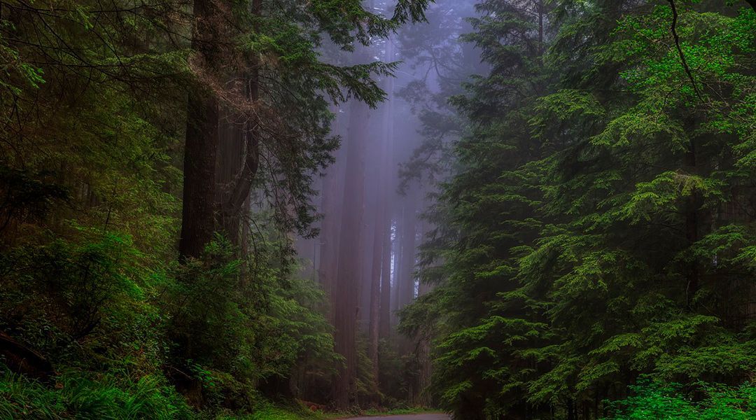 Bosque de Secuoyas