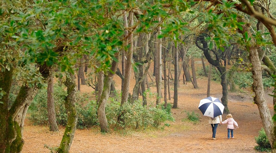 Paseo por el bosque