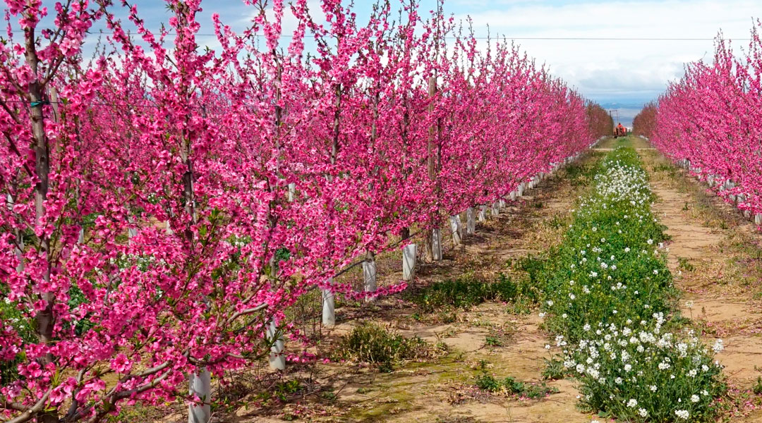 Cultivo de paraguallos en flor