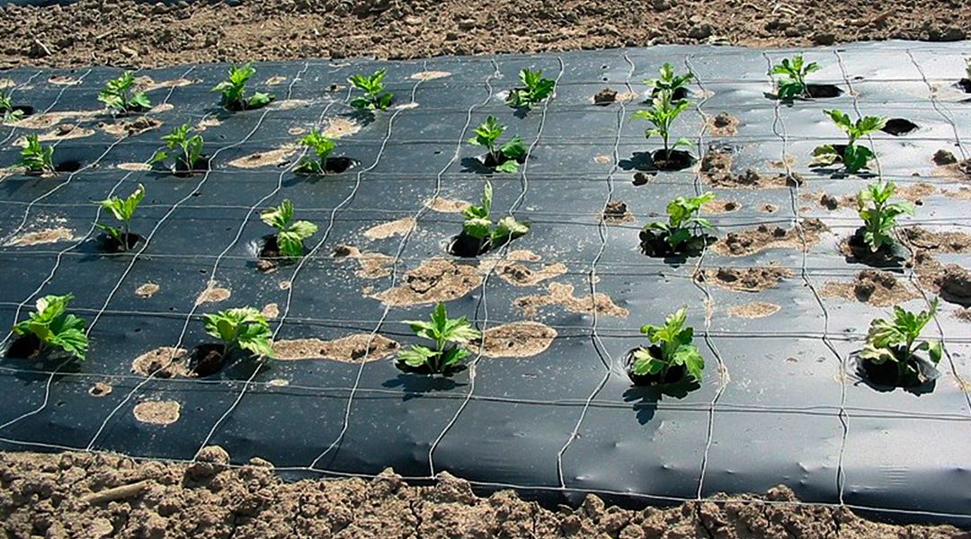 Bioplásticos en la agricultura