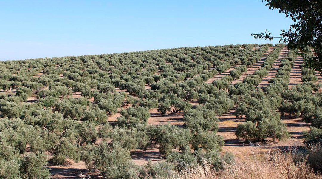 Bioplasticos de huesos de aceituna 