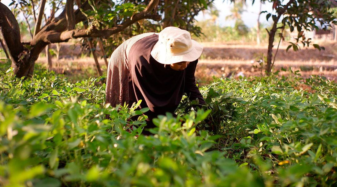 Mujer rural cosechando