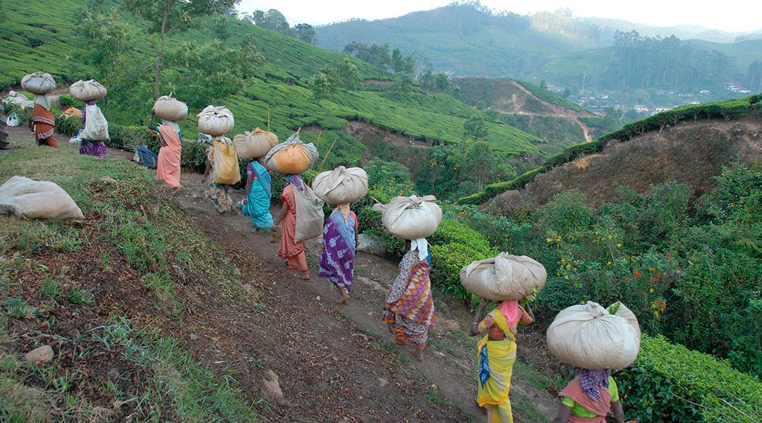 Mujeres recolectano té en las montañas