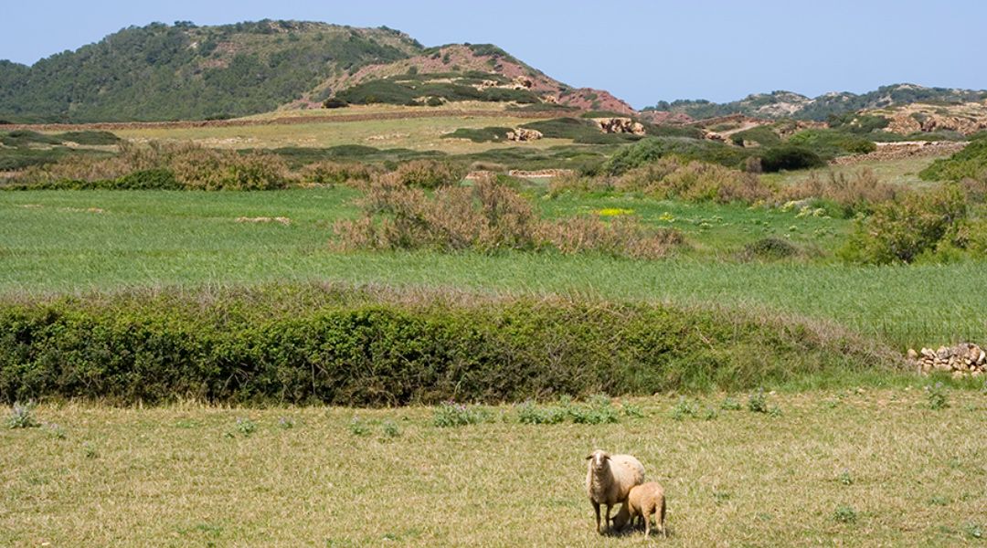 Campo limpio de residuos