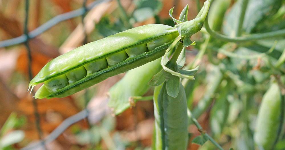 Frutos de guisante