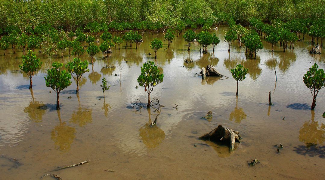 Manglar de Sofala, Mozambique