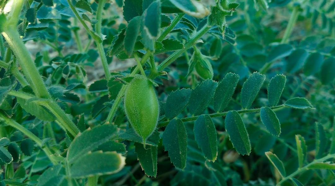 Planta del garbanzo