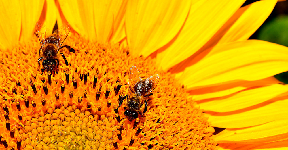 Abejas en un girasol