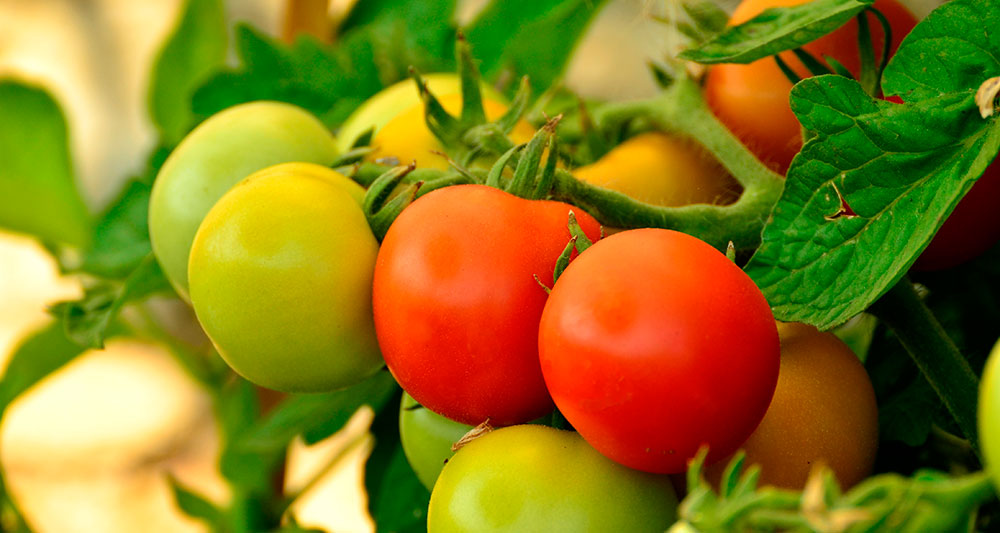 Frutos de tomates