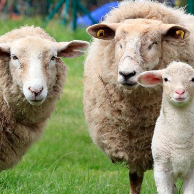 Ovejas en el campo