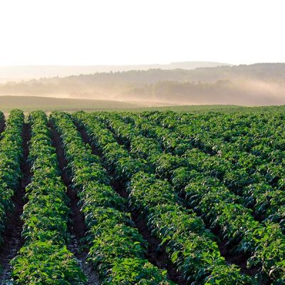 Campo de patatas