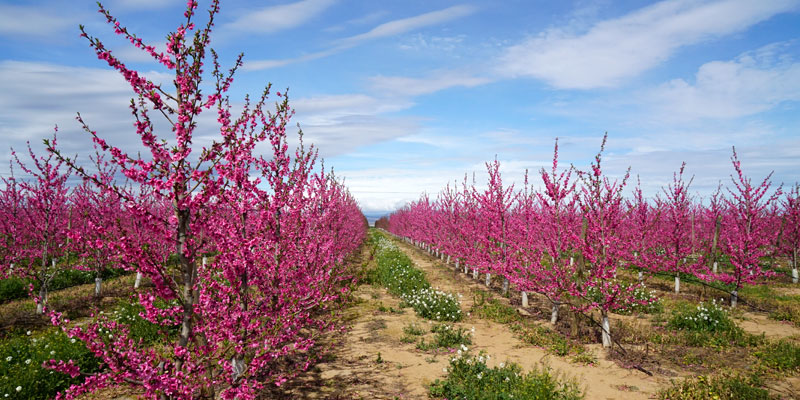 Cultivos frutícolas