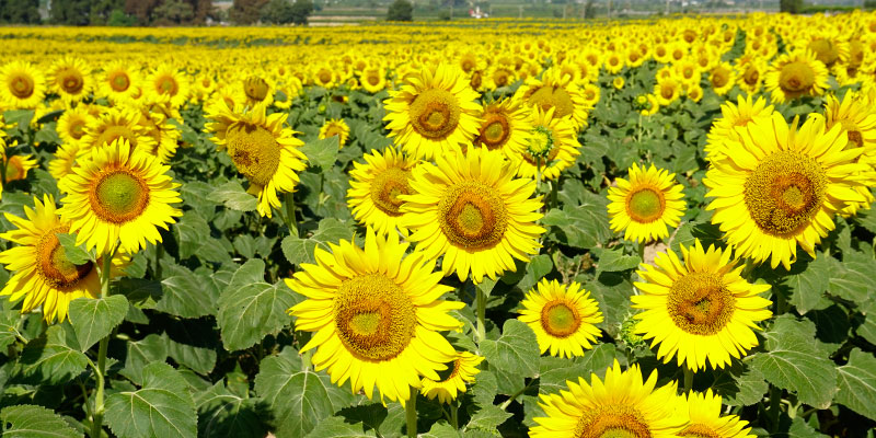 Cultivo de girasol